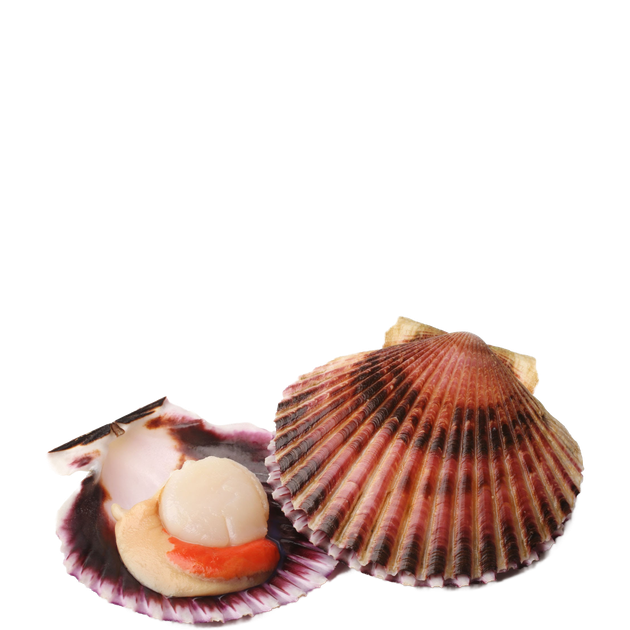 Cockle Png Hd Isolated (beige, black)