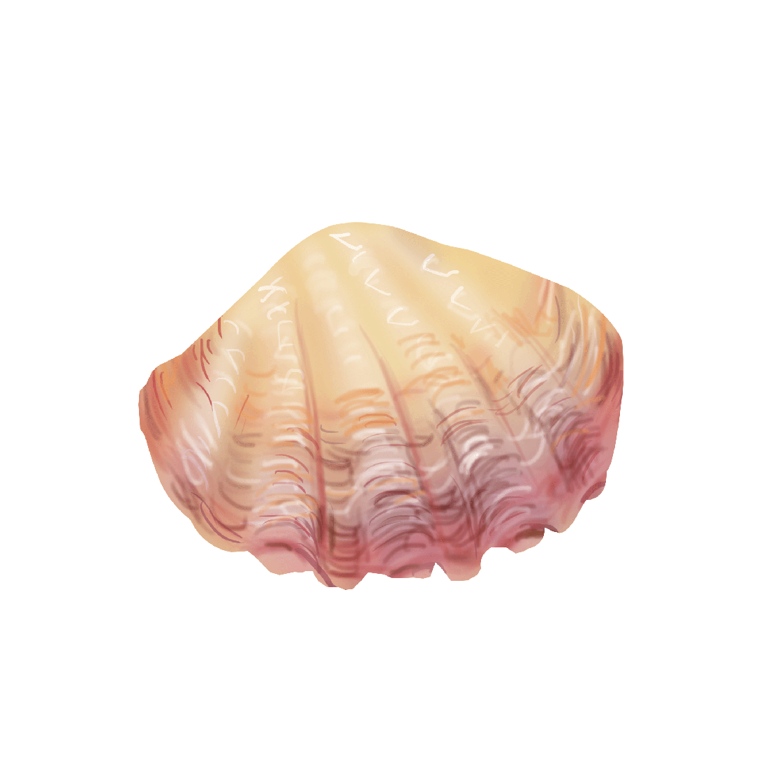 Cockle Png Hd (beige, white, pink)