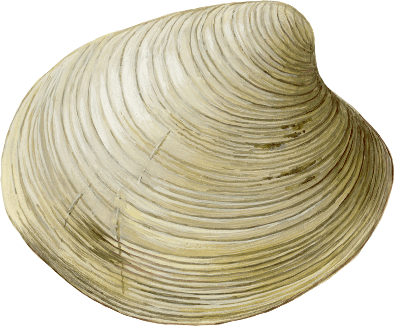 Cockle Png Image (white, silver)