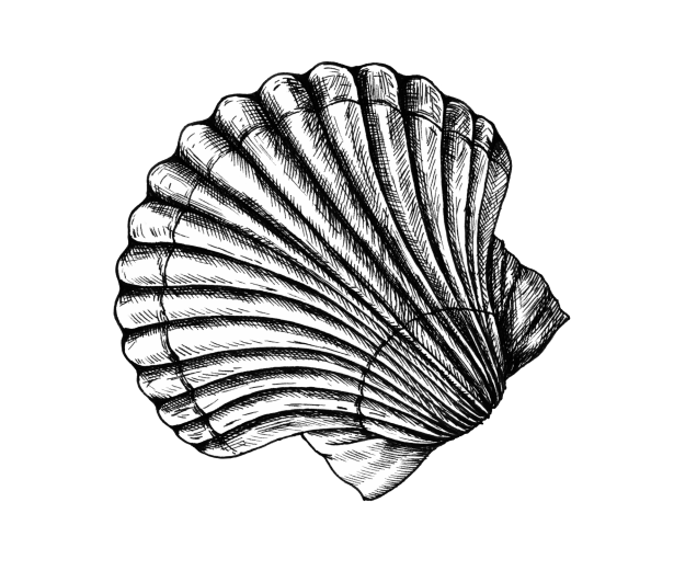 Cockle Png Transparent (gray, black, indigo, white)