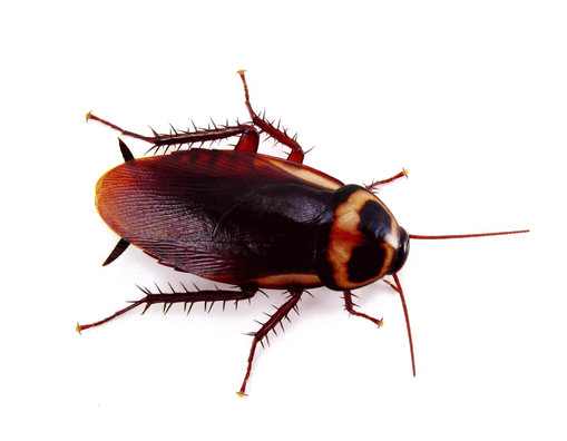 Cockroach Png Background (black, white)