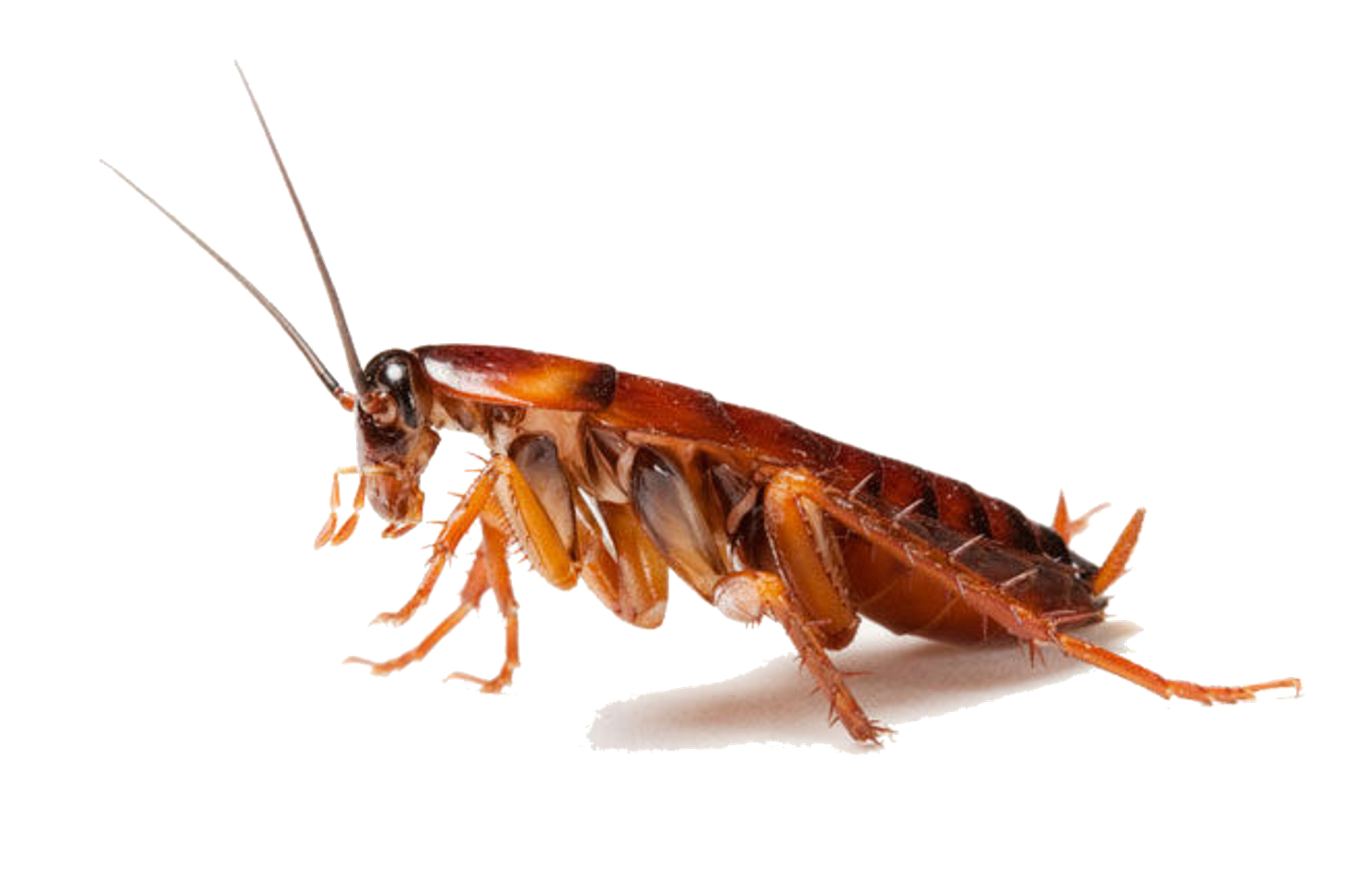 Cockroach Png Clipart (black)