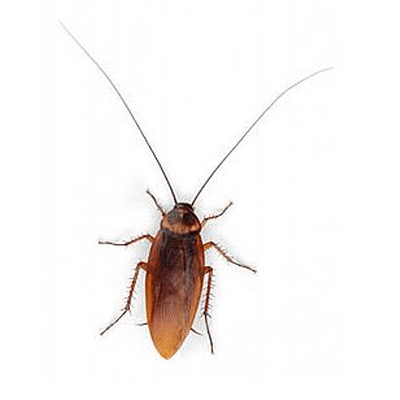 Cockroach Png Download Image (black)