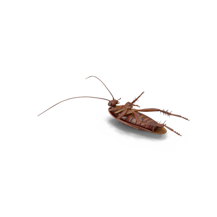 Cockroach Png File Download Free (white)