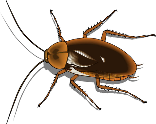 Cockroach Png Free Image (gray, black)