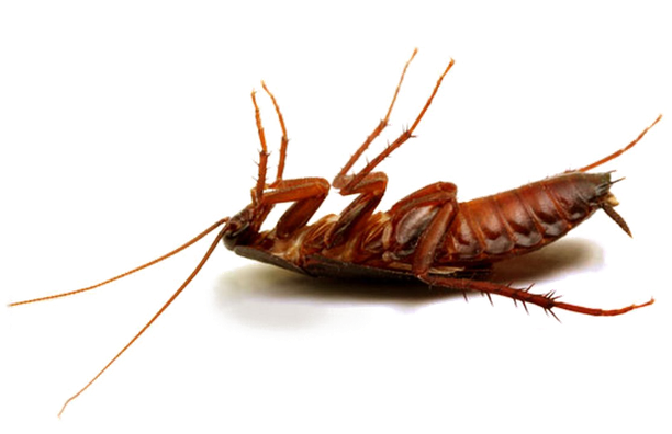 Cockroach Png Hd Photo (black, white)