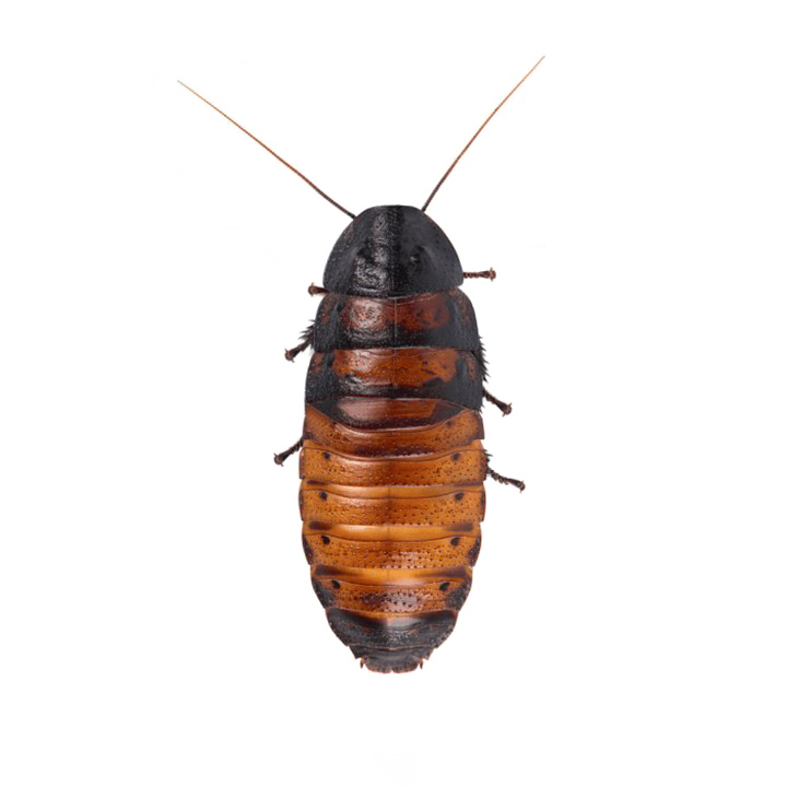 Cockroach Png Hd Quality (white, indigo)