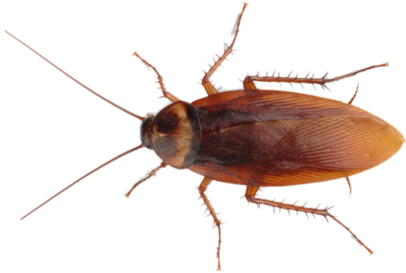 Cockroach Png Image Free Download (white, silver)