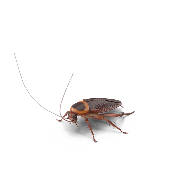 Cockroach Png Image Hd (lavender, white)