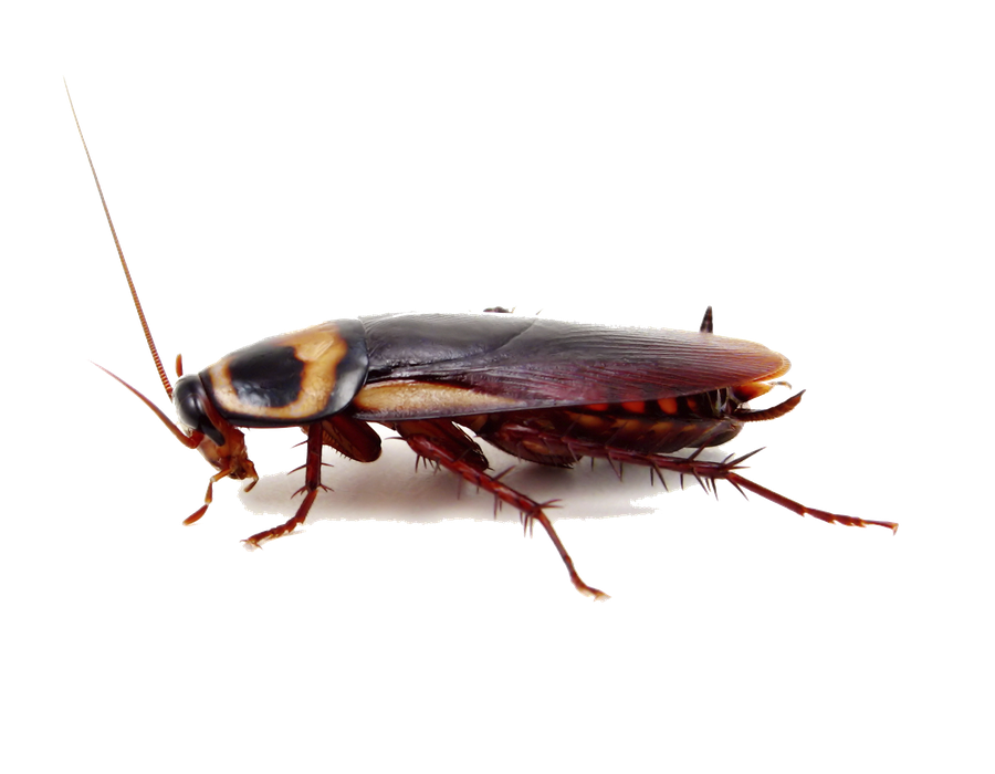 Cockroach Png Image (black)