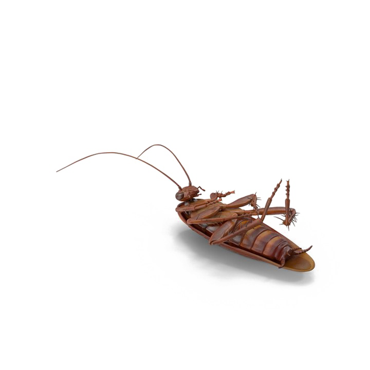 Cockroach Png No Background (white)