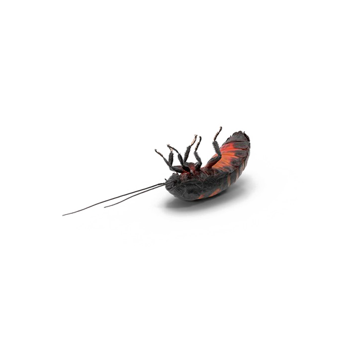 Cockroach Png Transparent Background (white)