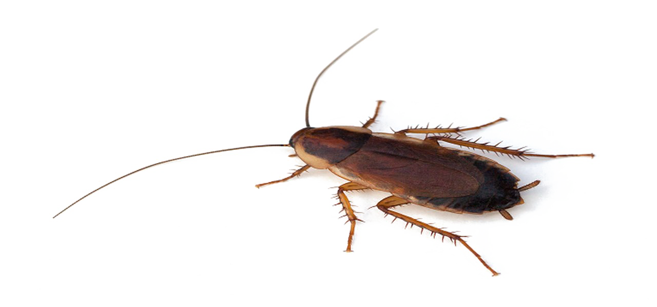 Cockroach Png Transparent File (beige, white)