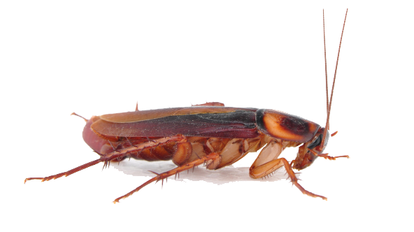 Cockroach Png Transparent Image (white, pink)