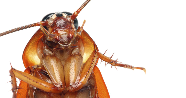 Cockroach Png Transparent Images (black)