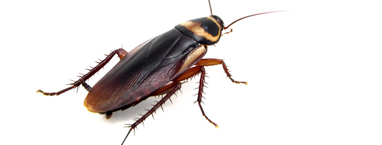 Cockroach Png Transparent Photo (white)