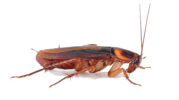 Cockroach Png Transparent (gray)