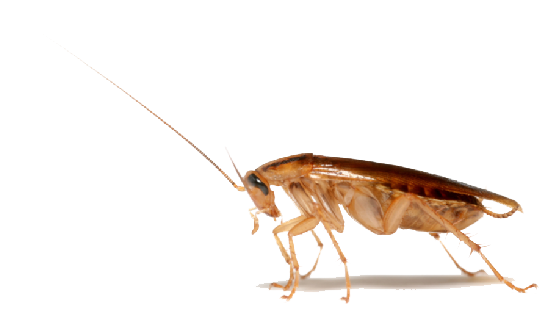 Cockroach (beige, white)