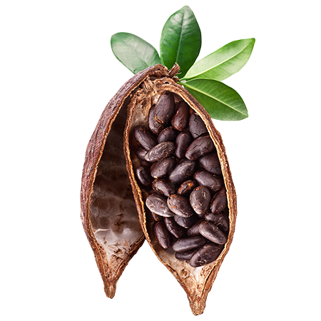 Cocoa Beans Png Photos (black)