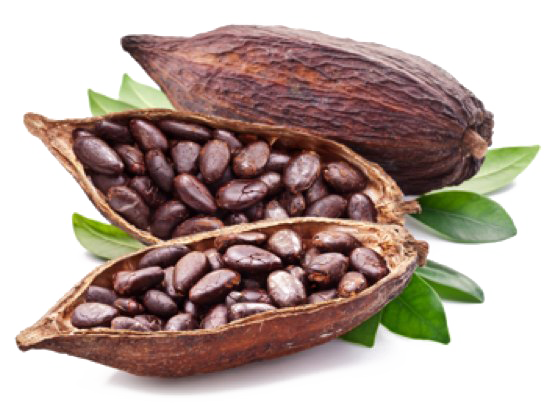 Cocoa Beans Png Pic (white)