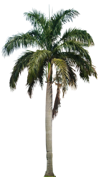 Coconut Tree Png Hd (black)