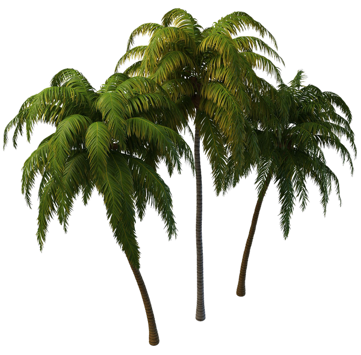 Coconut Tree Png Photos (black)