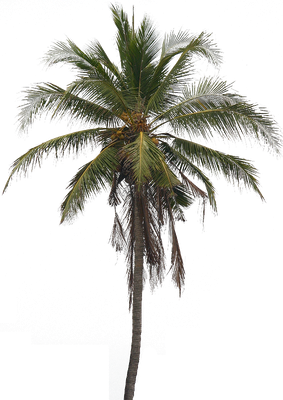 Coconut Tree Png Pic (black)