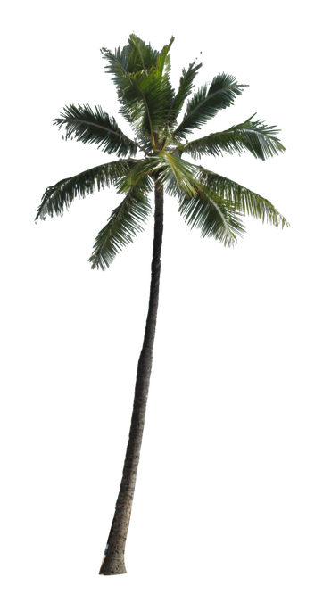 Coconut Tree Png Picture (black)