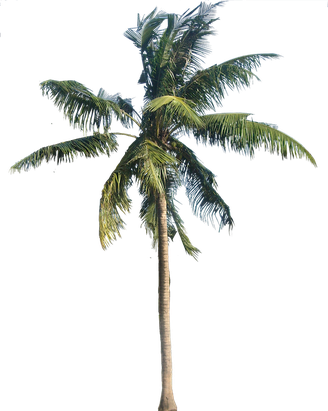 Coconut Tree Transparent Png (black)