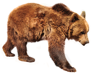 Kodiak Brown Bear Png Isolated File (olive, maroon, black)