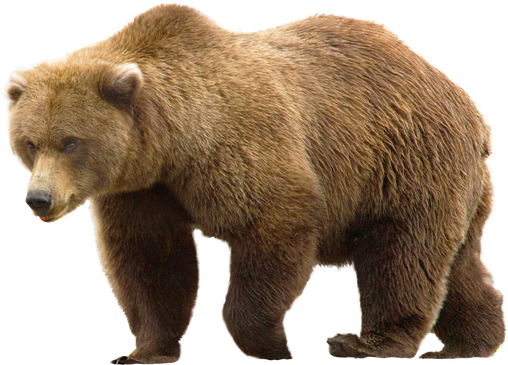 Kodiak Brown Bear Png Isolated Hd (olive, black)