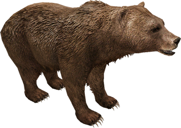 Kodiak Brown Bear Png Isolated Image (black)