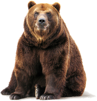 Kodiak Brown Bear Png Isolated Pic (black)