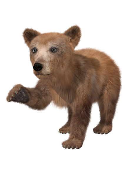 Kodiak Brown Bear Png Photo (gray, olive, maroon, black)