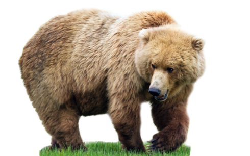 Kodiak Brown Bear Png Photos (gray, black)