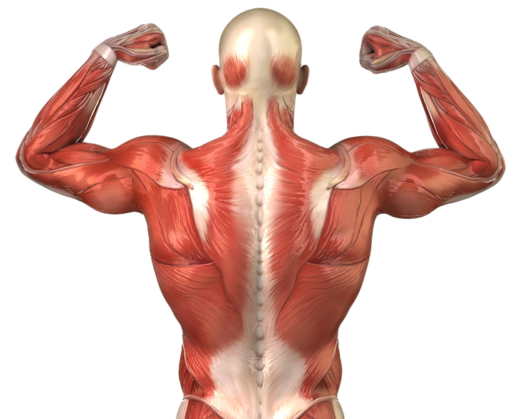 Body Muscles Transparent Background (white, black)