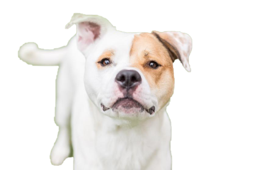 Dog Looking Png Hd (lavender, white)