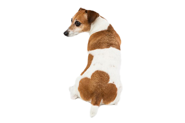 Dog Looking Png Image (beige, white)