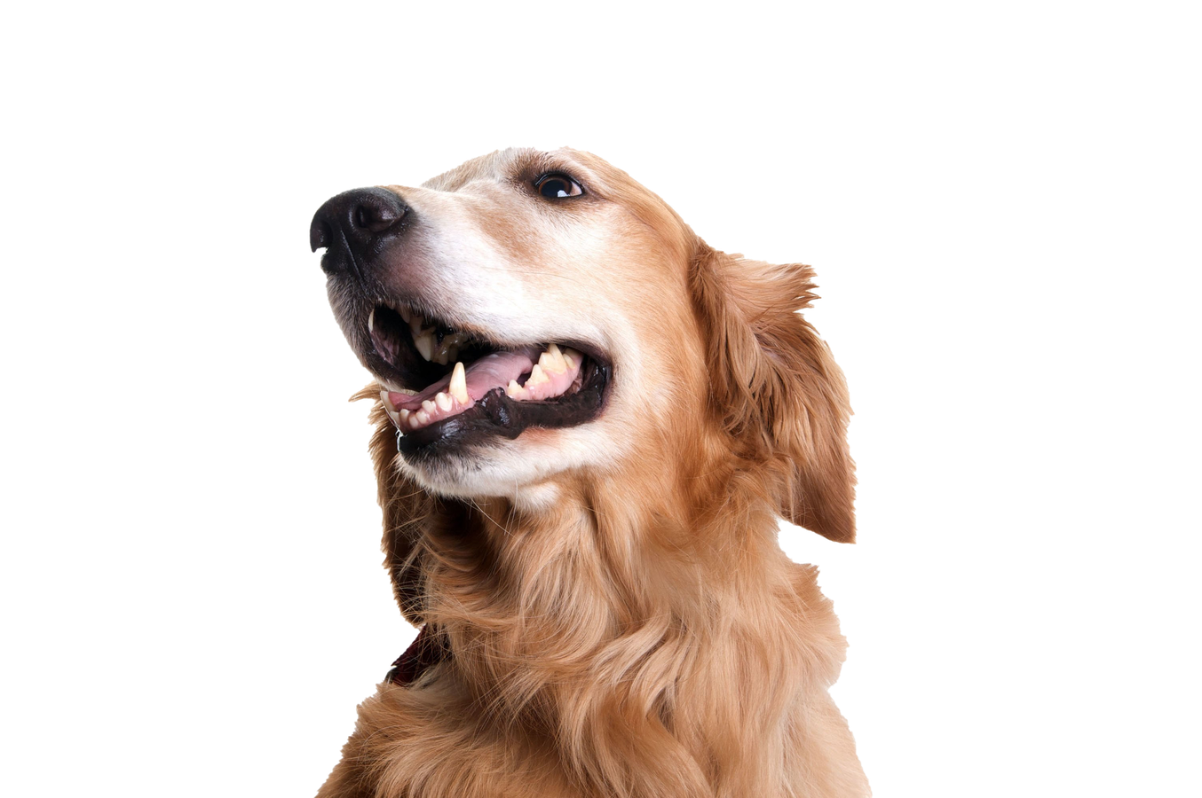 Dog Looking Png Picture (black, silver, beige, maroon)