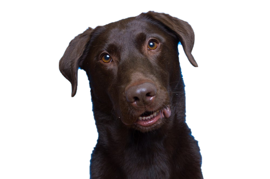 Dog Looking Png Transparent Picture (black)