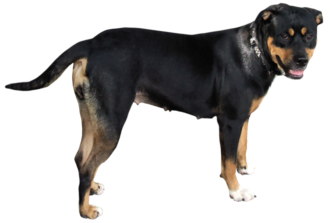 Dog Png 11 (black)