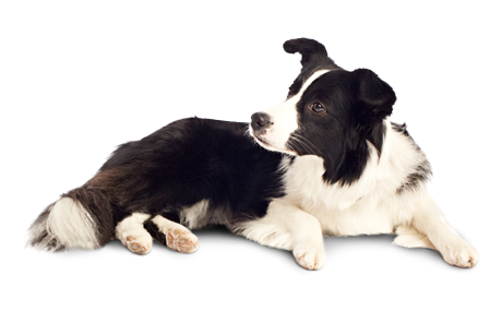 Dog Png 12 (black, white)