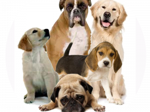 Dog Png 2 300X225 (black, white)