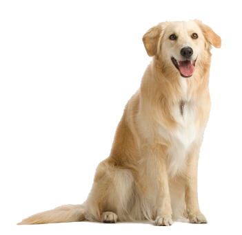 Dog Png 7 (white)