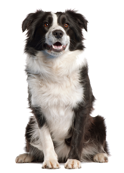 Dog Png Image (black)