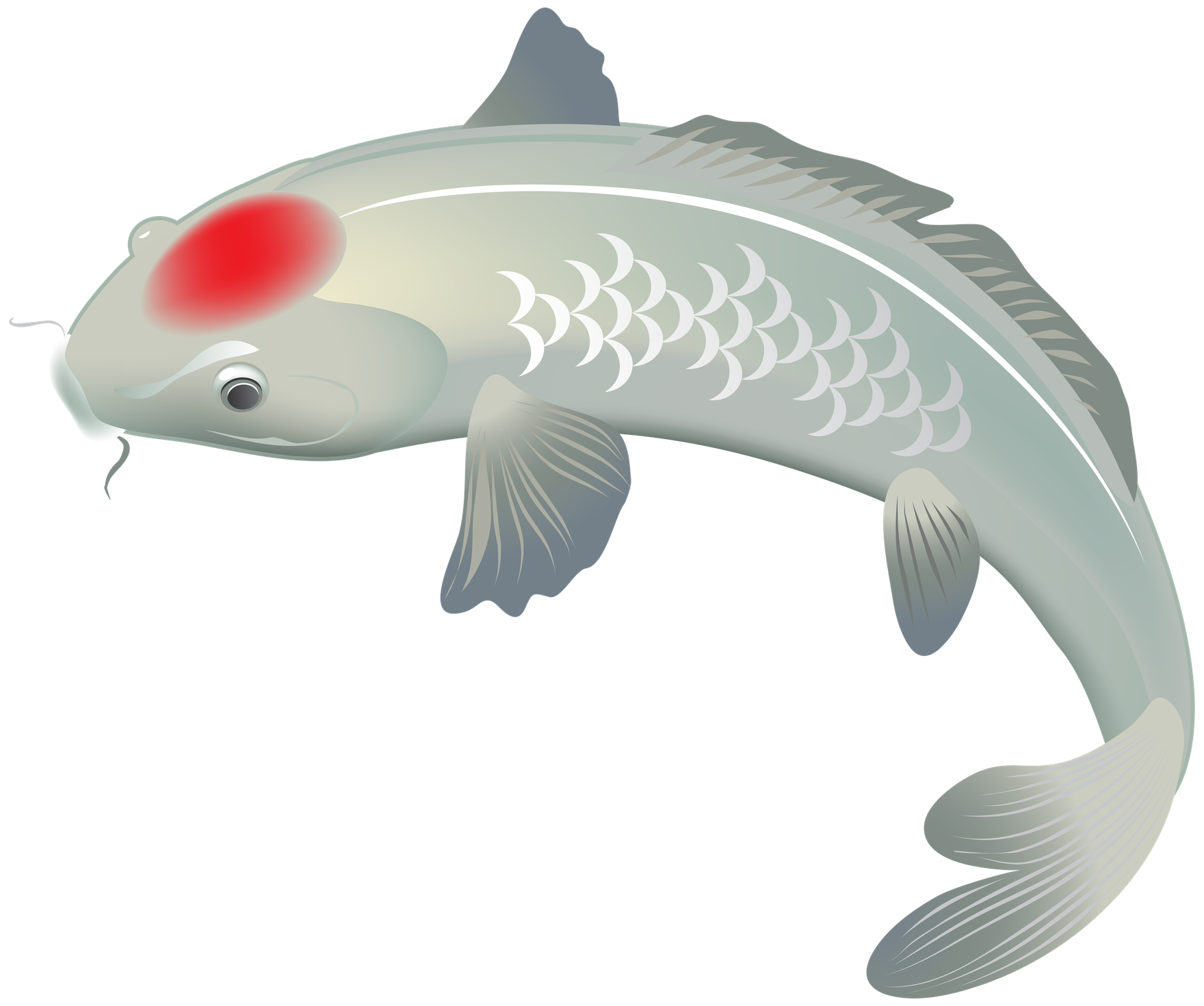 Koi Fish Png Free Download (gray, silver, black)