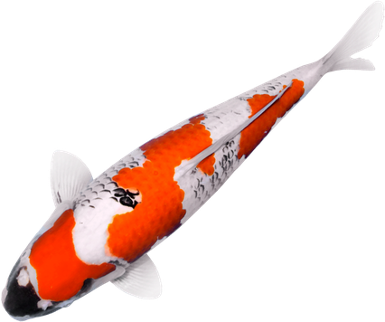 Koi Fish Png Hd (red, chocolate, lavender, black)