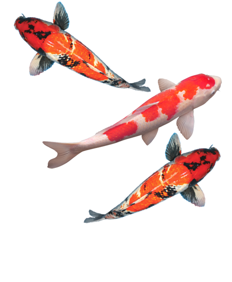 Koi Fish Png Transparent Image (white, silver, lavender)