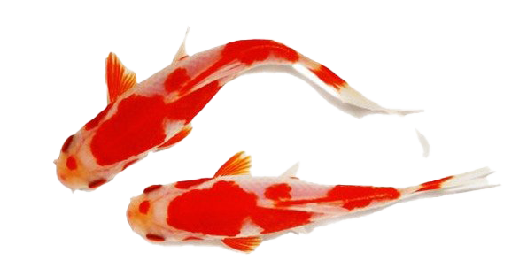 Koi Fish Transparent Background (white, red)