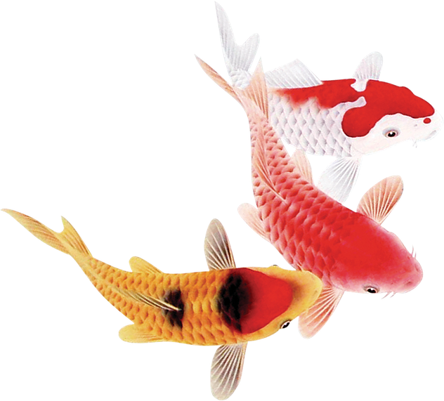 Koi Fish Transparent Png (chocolate, black)